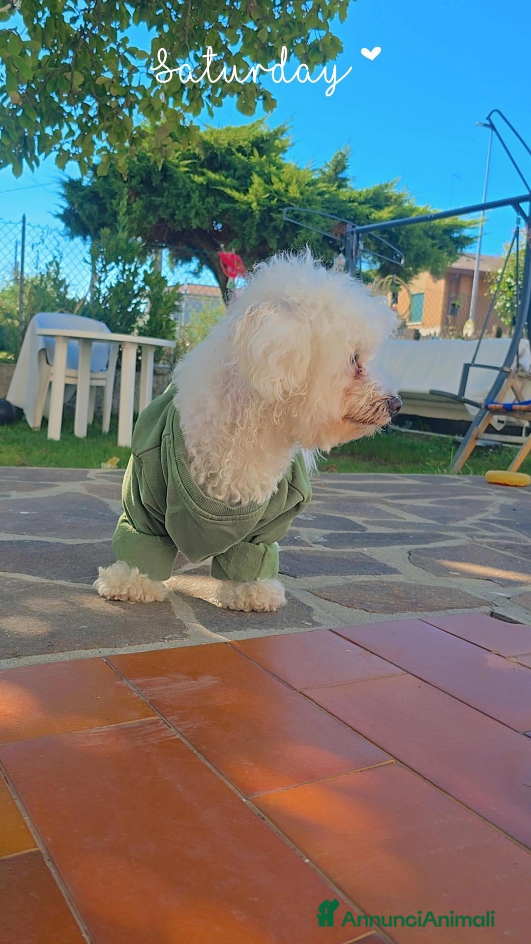 Maltese cani Piccolo Milo - Annuncio 24