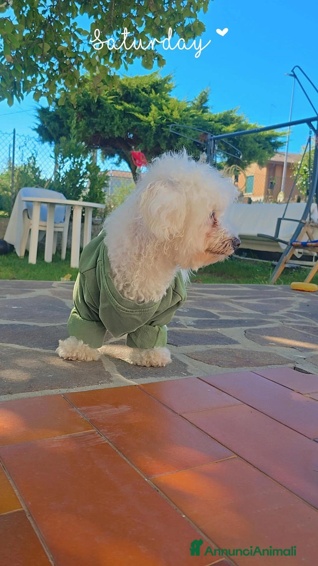 Maltese cani per accoppiamento: Piccolo Milo a Provincia di Treviso - Annuncio 1