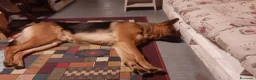 Pastore Tedesco cani in regalo: Pastore tedesco maschio  a Provincia di Lecco - Annuncio 2