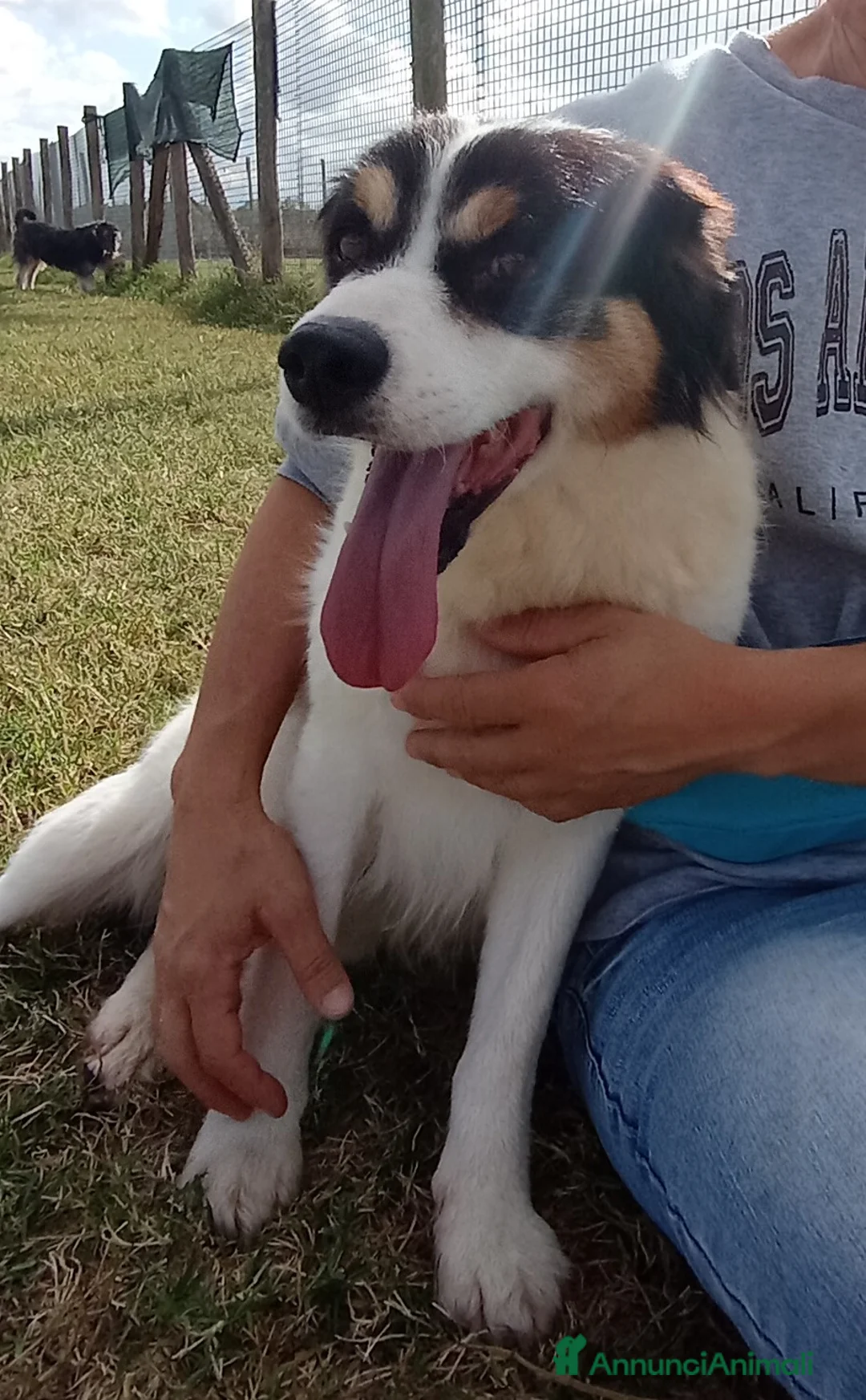 Meticcio cani in regalo: ALVI giovanissimo volpino tricolore  a Provincia di Latina - Annuncio 4