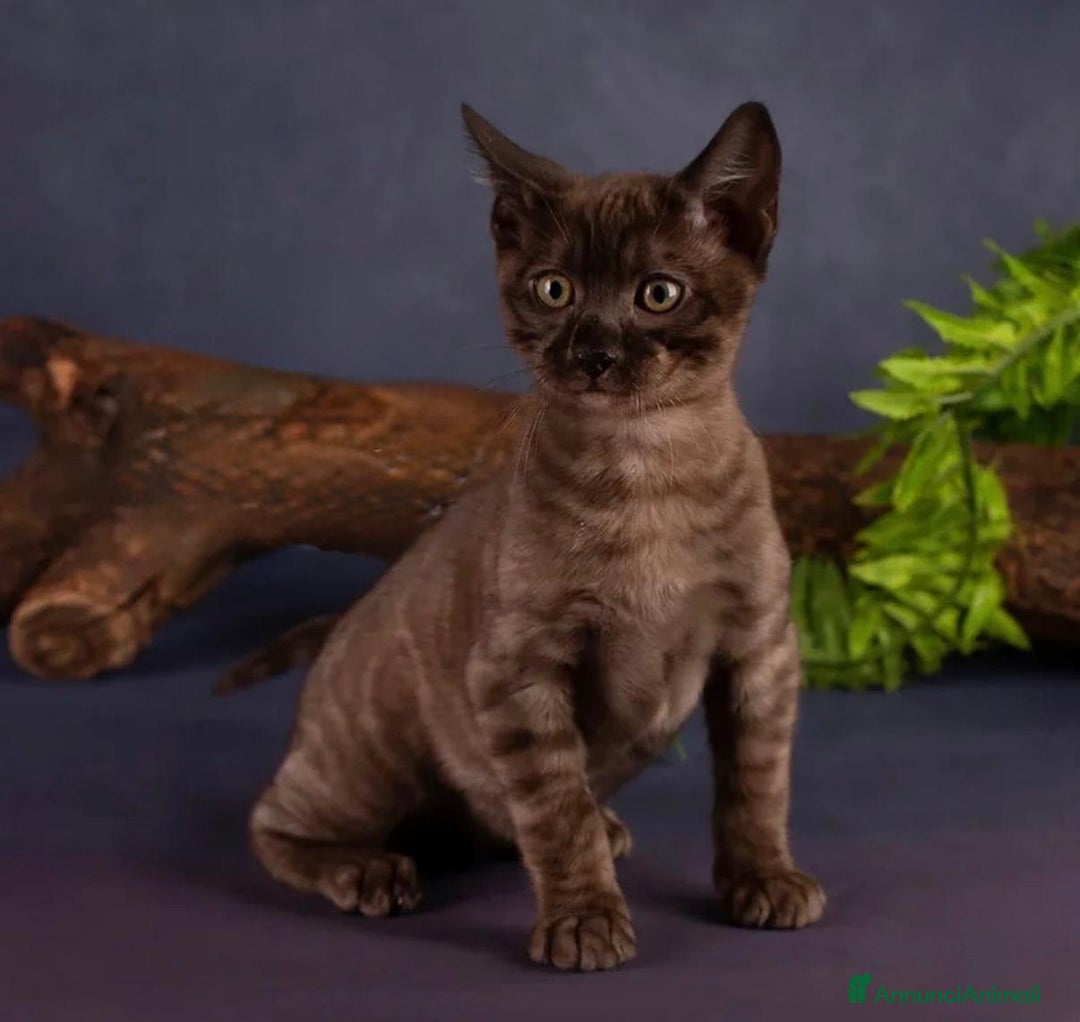 Bengala gatti in vendita: Cuccioli di bengala - Annuncio 5