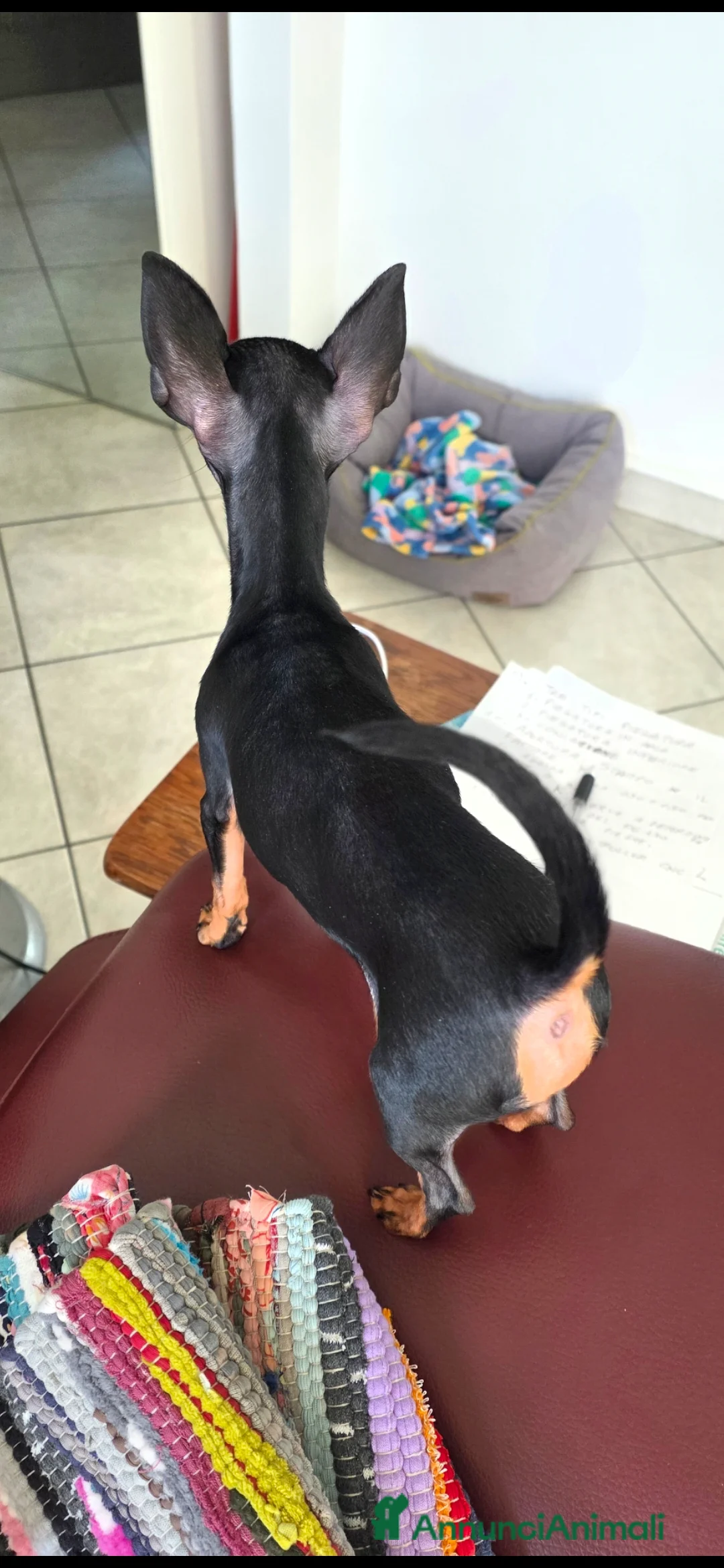 Pinscher Miniatura cani in vendita: Pinker Toy Femmina nero focato a Provincia di Como - Annuncio 2