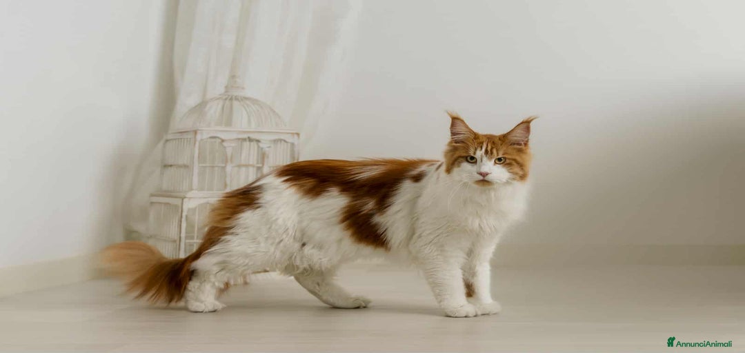 Immagine della galleria {{count}}