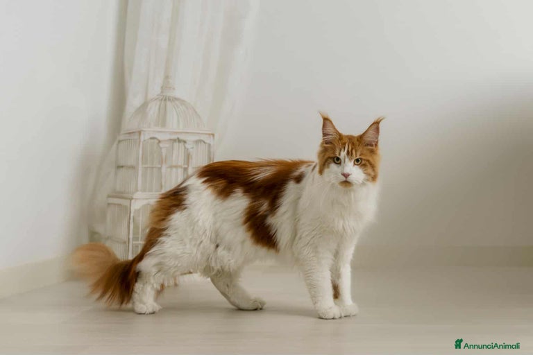 Immagine della galleria {{count}}