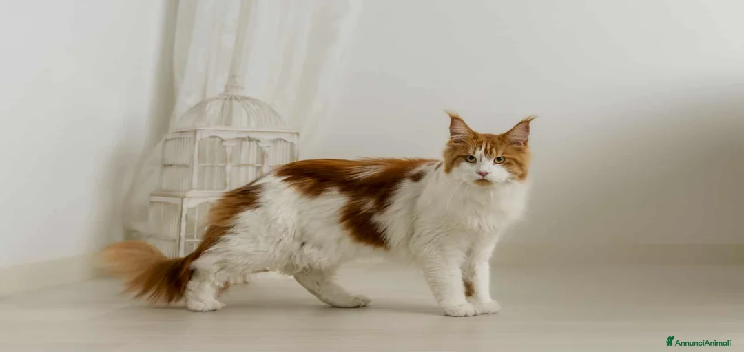 Immagine della galleria {{count}}