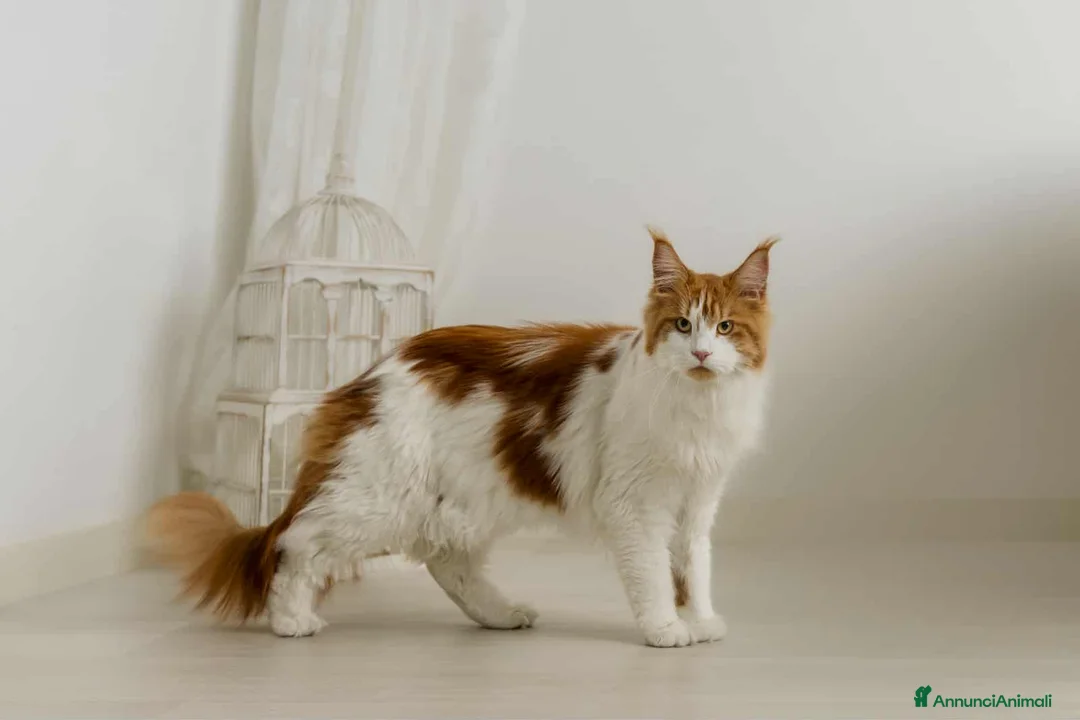 Immagine della galleria {{count}}