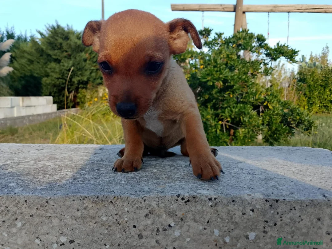 Meticcio cani in regalo: Cuccioletti di piccola taglia - Annuncio 2