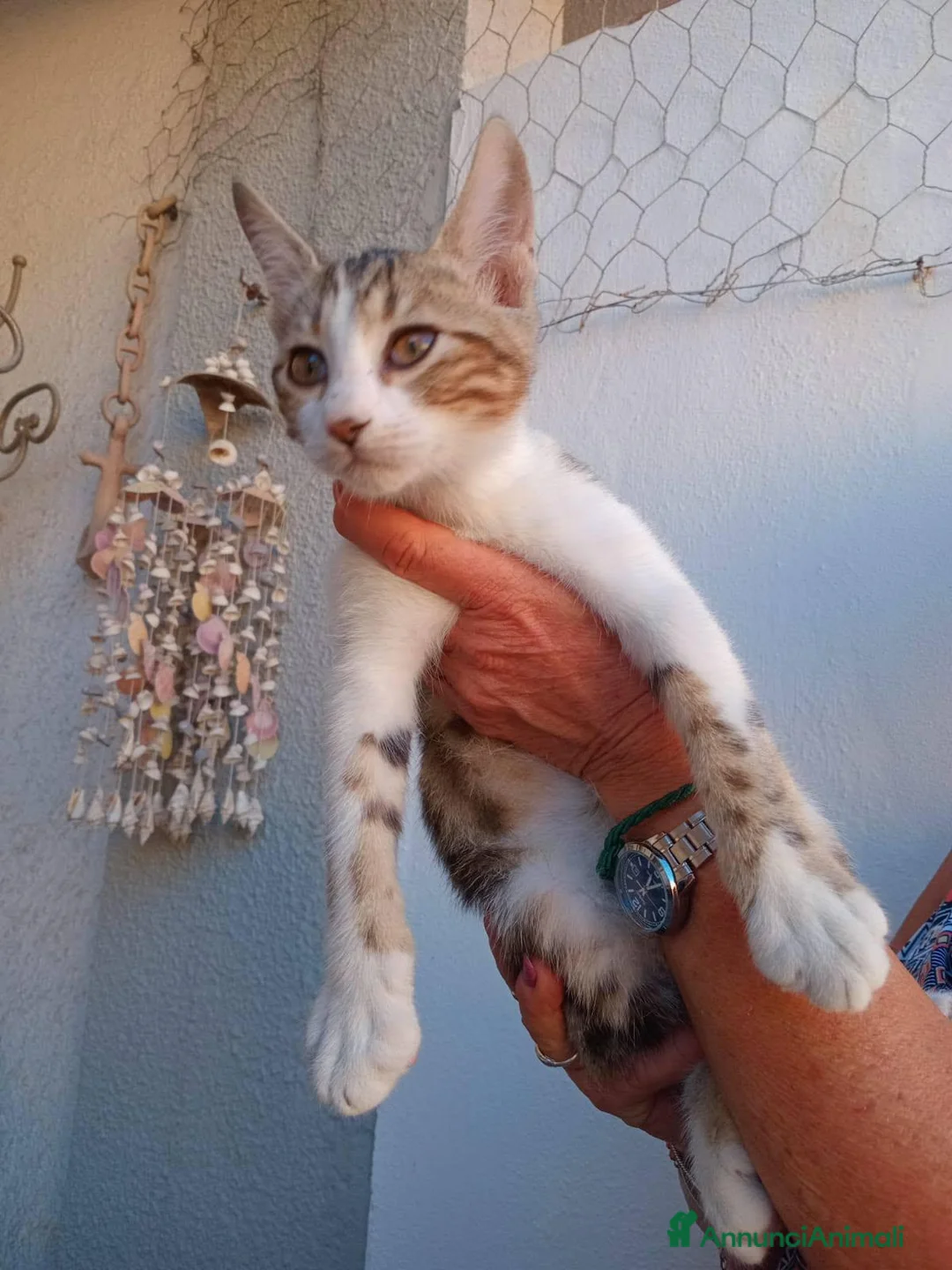 Meticcio gatti in regalo: Biscotto e caramello - Annuncio 1