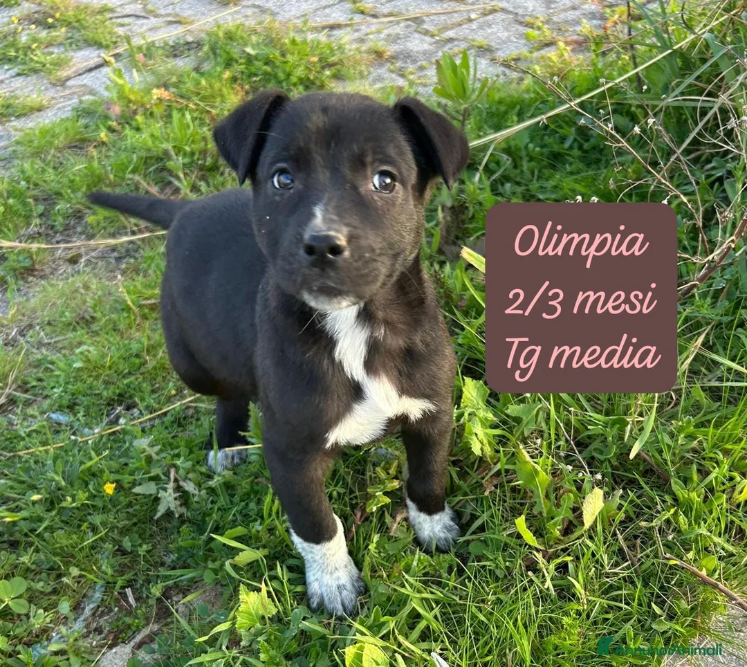 Meticcio cani in regalo: Adotta un cucciolo dal rifugio  a Provincia di Pistoia - Annuncio 1