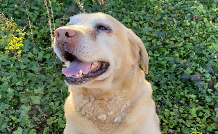 Meticcio cani a Città Metropolitana di Milano - Annuncio 19