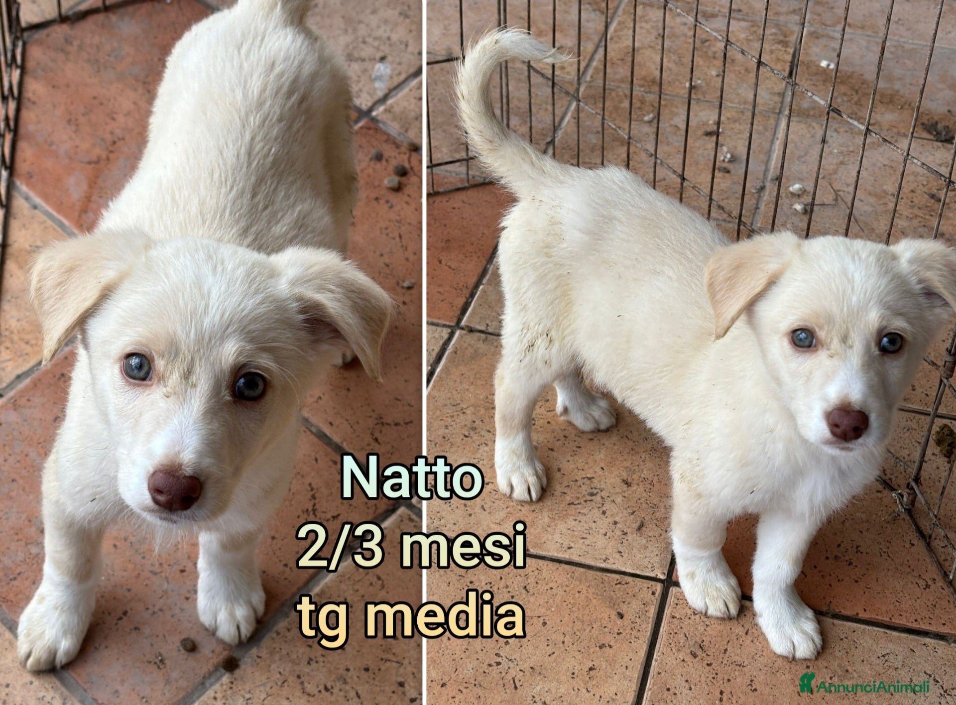 Meticcio cani CUCCIOLI ABBANDONATI: EMERGENZA  - Annuncio 2