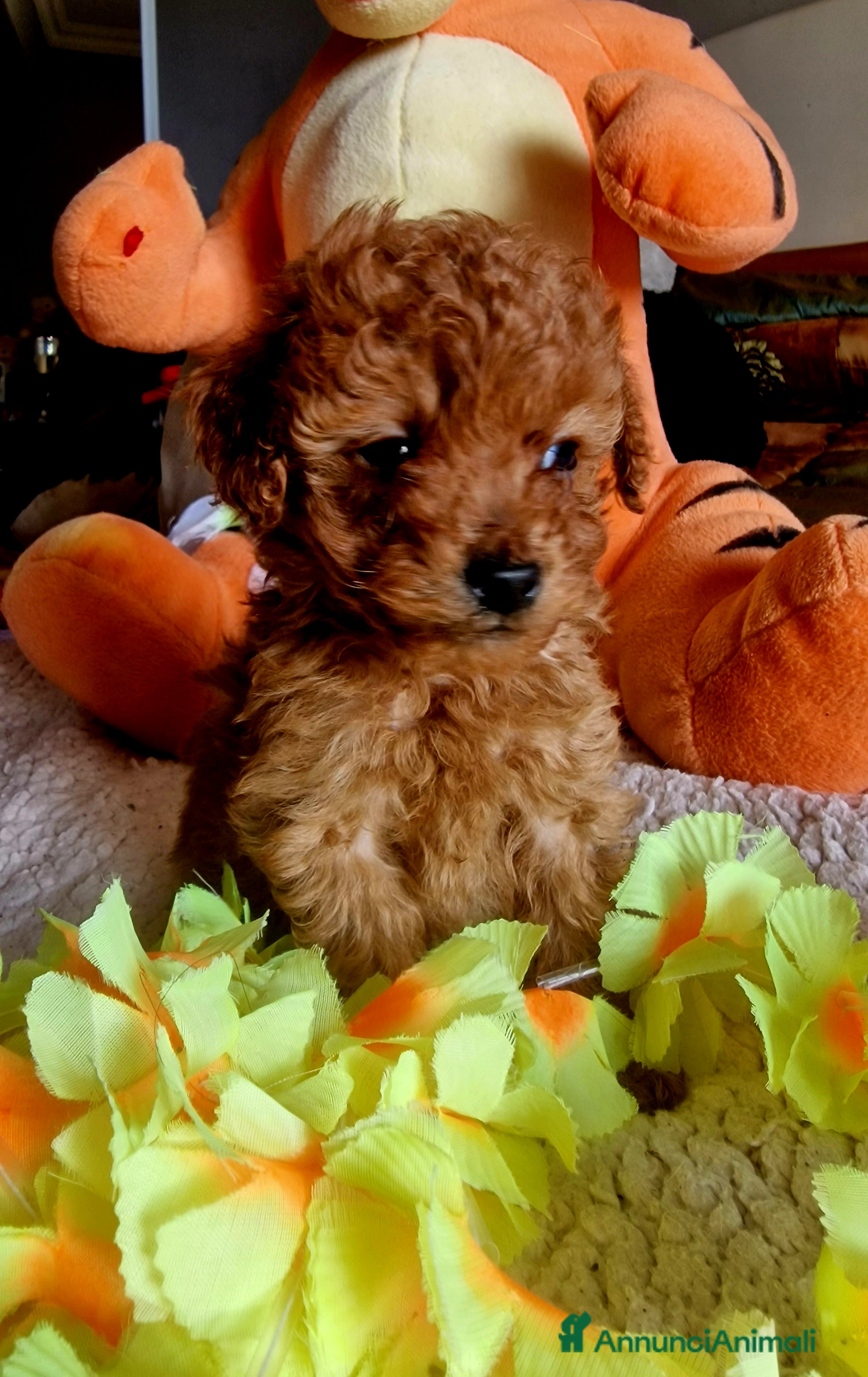 Barboncino cani Barboncino - Annuncio 1