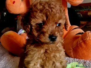 Barboncino cani Barboncino - Annuncio 1