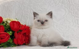 Scottish gatti in vendita: Scottish Fold/Straight  a Provincia di Pavia - Immagine 4