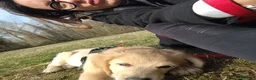 Golden Retriever cani in vendita: cucciolo maschio crema di golden retriever 5 mesi - Annuncio 6