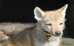 Lupo Cecoslovacco cani in vendita: Meravigliosa cucciola di cane lupo cecoslovacco a Province of Verona - Immagine 2