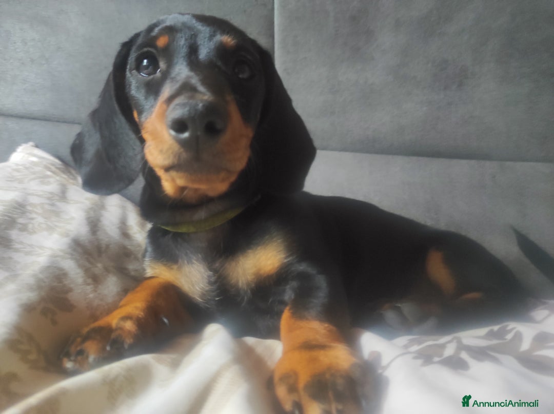 Bassotto cani in vendita: Bassottini cercano casa a Provincia di Pisa - Immagine 2