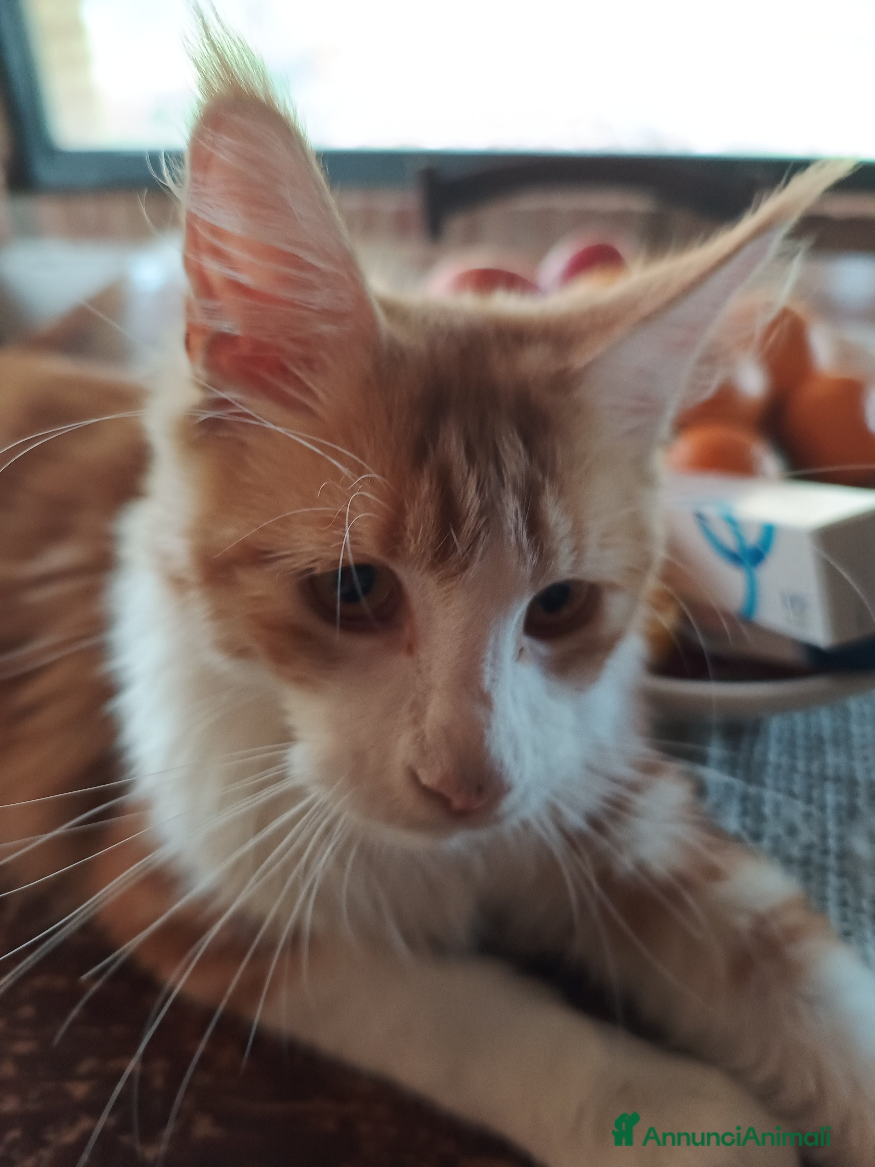 Maine Coon gatti vendesi gatti Maine coon - Annuncio 8