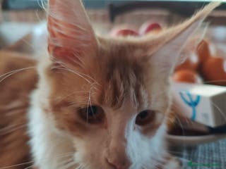 Maine Coon gatti vendesi gatti Maine coon - Annuncio 13