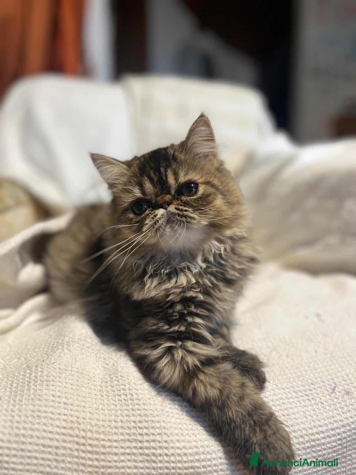Persiano gatti 🐱 Gattina Persiana – Piacenza - Annuncio 5