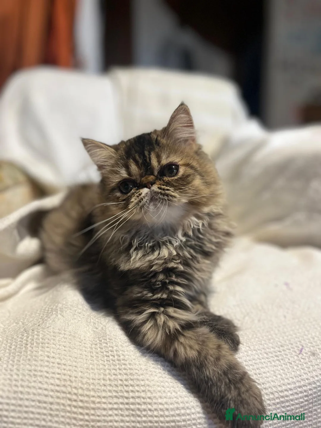 Persiano gatti in vendita: 🐱 Gattina Persiana – Piacenza - Annuncio 1