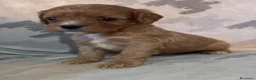 Cavapoo cani in vendita: Cuccioli di cane Cavapoo - Annuncio 14