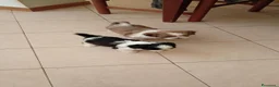 Meticcio cani in vendita: Cuccioli malshi - Annuncio 2