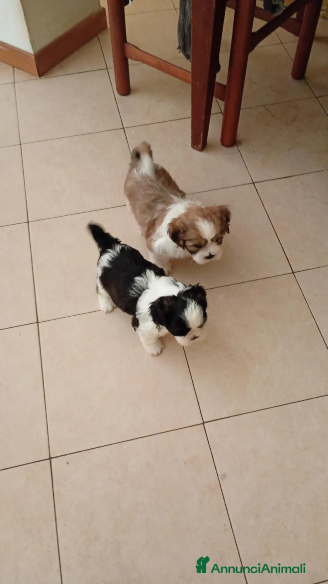Meticcio cani in vendita: Cuccioli malshi - Annuncio 2