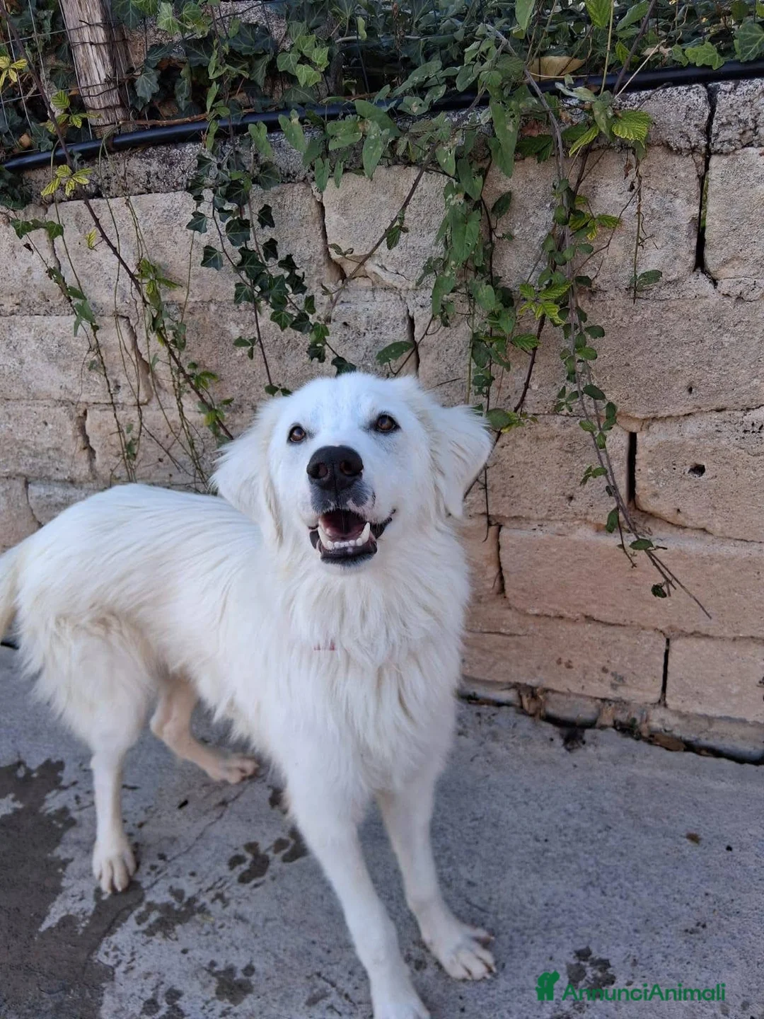 Cane di Mannara cani in regalo: Macchia cucciolo meraviglioso  - Annuncio 4