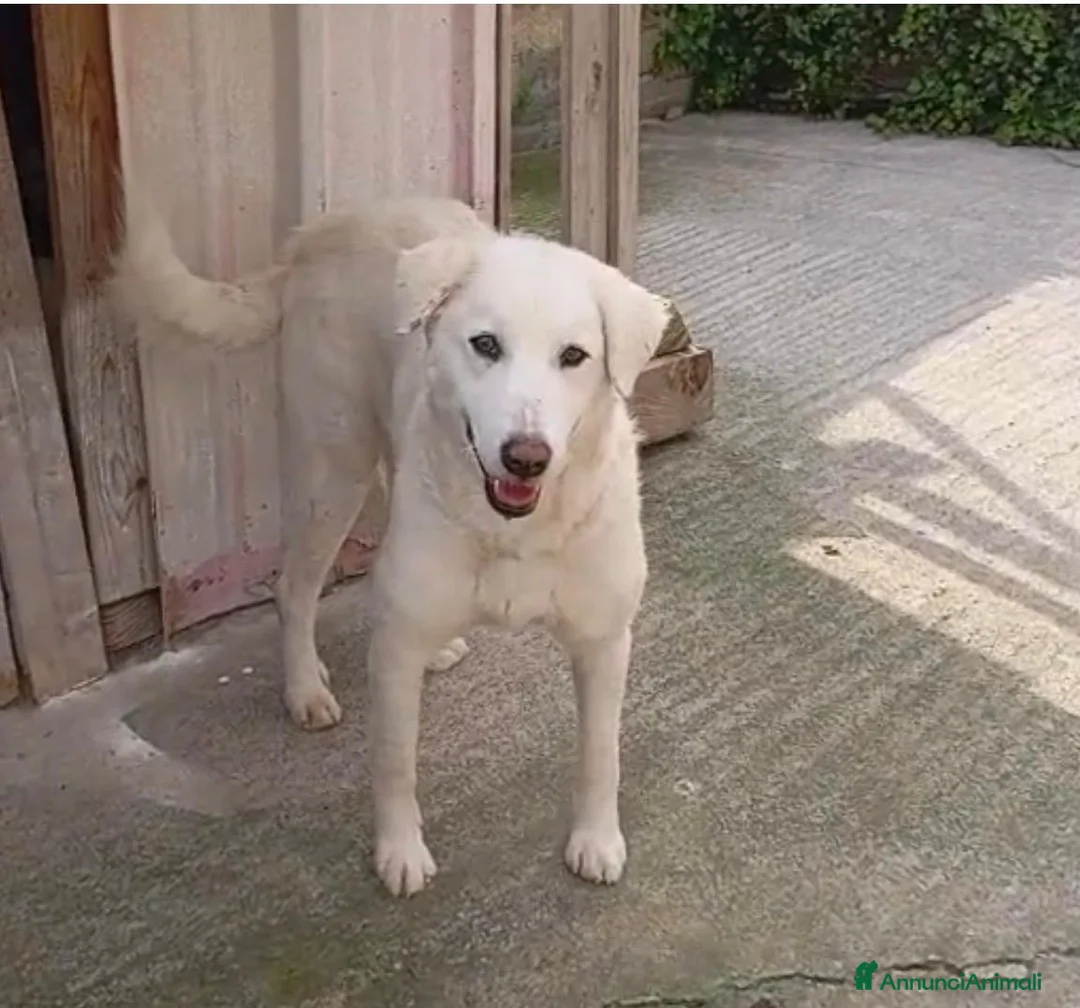 Meticcio cani in regalo: Maremmanina 1anno kg24 aspetta in rifugio.SICILIA - Annuncio 3