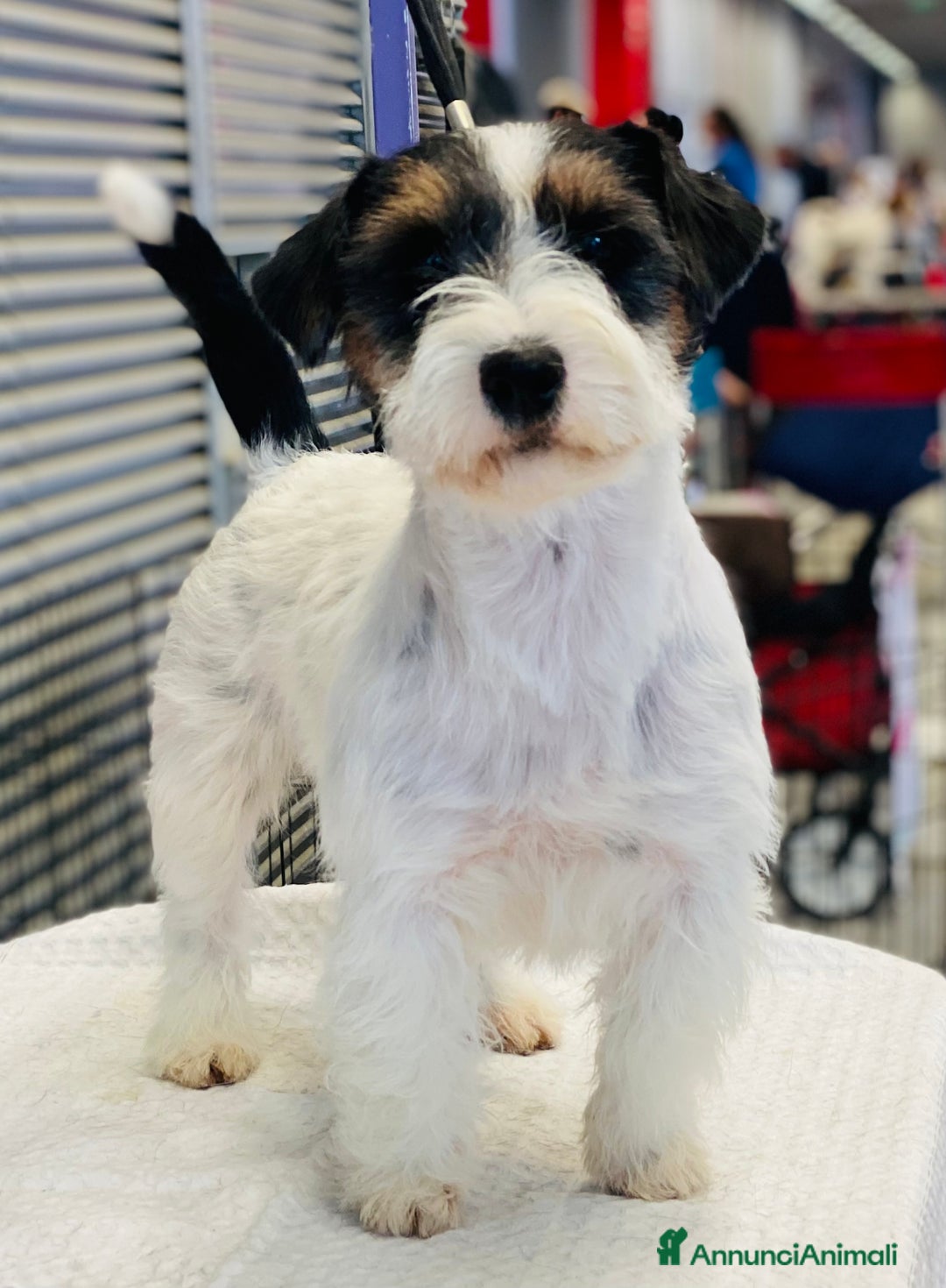 Immagine della galleria {{count}}