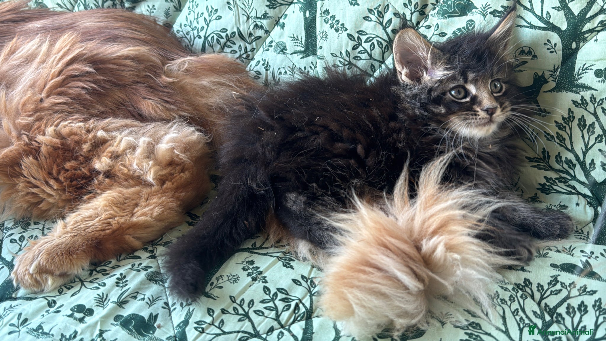 Maine Coon gatti in vendita: Cucciolo maine coon castano bellissimo  - Annuncio 15