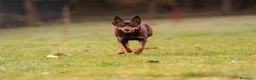 Australian Kelpie cani in vendita: Cuccioli Australian Kelpie  a Provincia di Siena - Annuncio 22