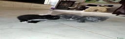 Meticcio gatti in regalo: Regalo Gattini a Città Metropolitana di Napoli - Annuncio 3