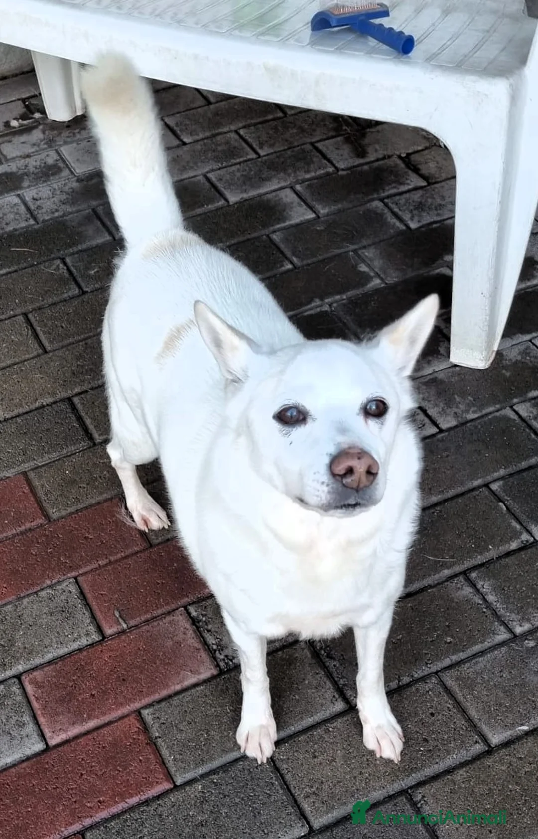 Meticcio cani in regalo: FOX DIVERSAMENTE GIOVANE - Annuncio 9