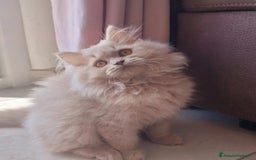 Scottish gatti in vendita: Scottish Femmina  a Provincia di Pavia - Immagine 3