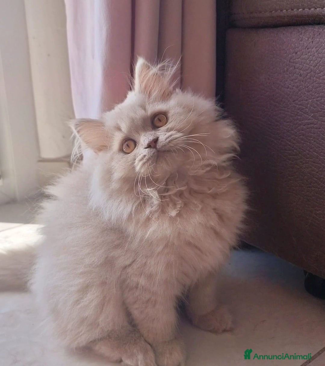 Scottish gatti in vendita: Scottish Femmina  a Provincia di Pavia - Immagine 3