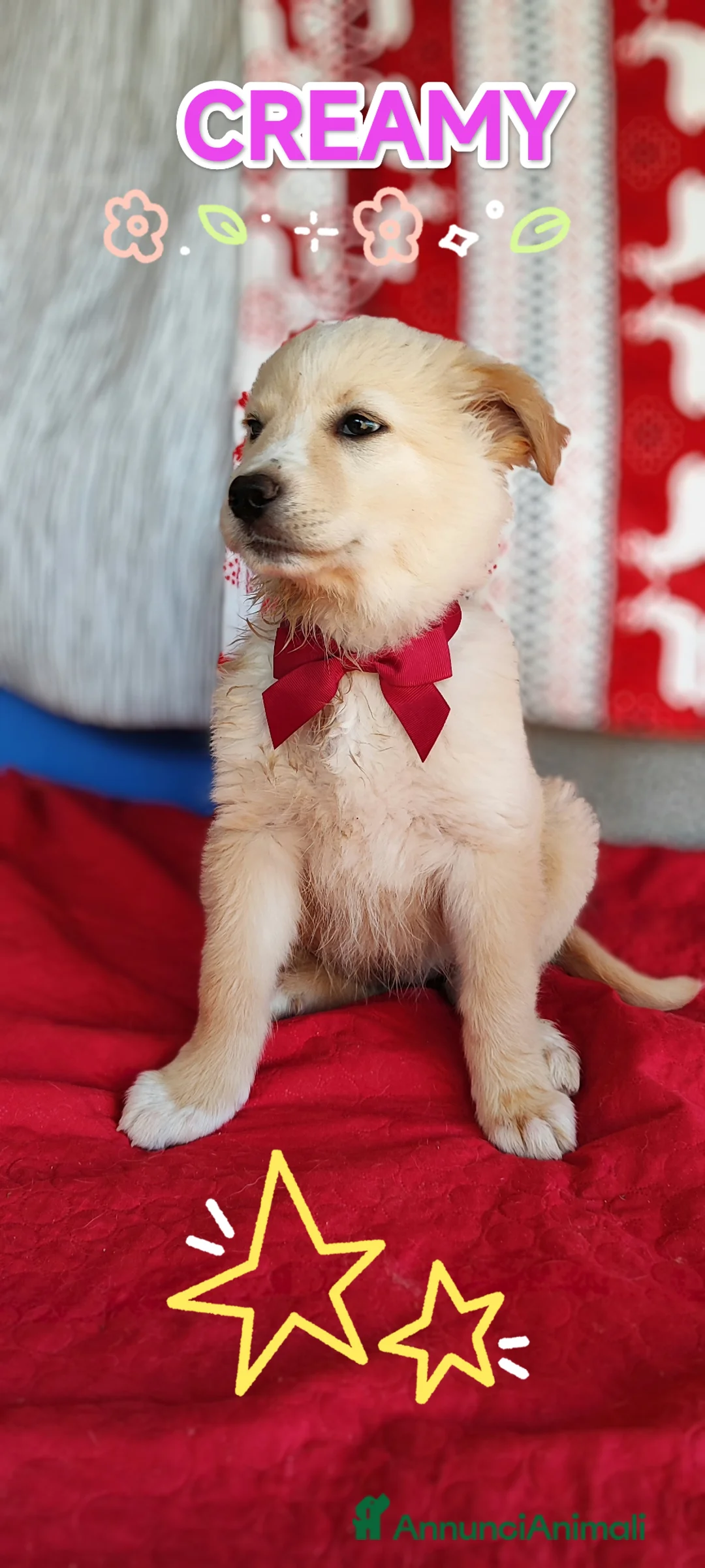 Meticcio cani in regalo: Creamy cucciola bellissima - Annuncio 3