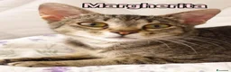 Europeo gatti in regalo:  MARGHERITA DOLCISSIMA GATTINA a Città Metropolitana di Bologna - Annuncio 1