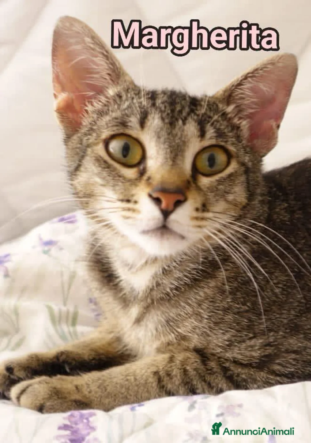 Europeo gatti in regalo:  MARGHERITA DOLCISSIMA GATTINA a Città Metropolitana di Bologna - Annuncio 1