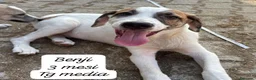 Meticcio cani in regalo: Trovatelli cercano urgentemente casa a Provincia di Monza e della Brianza - Annuncio 5