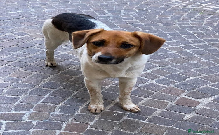 Meticcio cani a Città metropolitana di Roma Capitale - Annuncio 14
