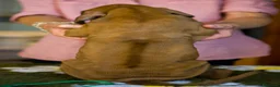 Rhodesian Ridgeback cani in vendita: Wid Gees Litter - Annuncio 22