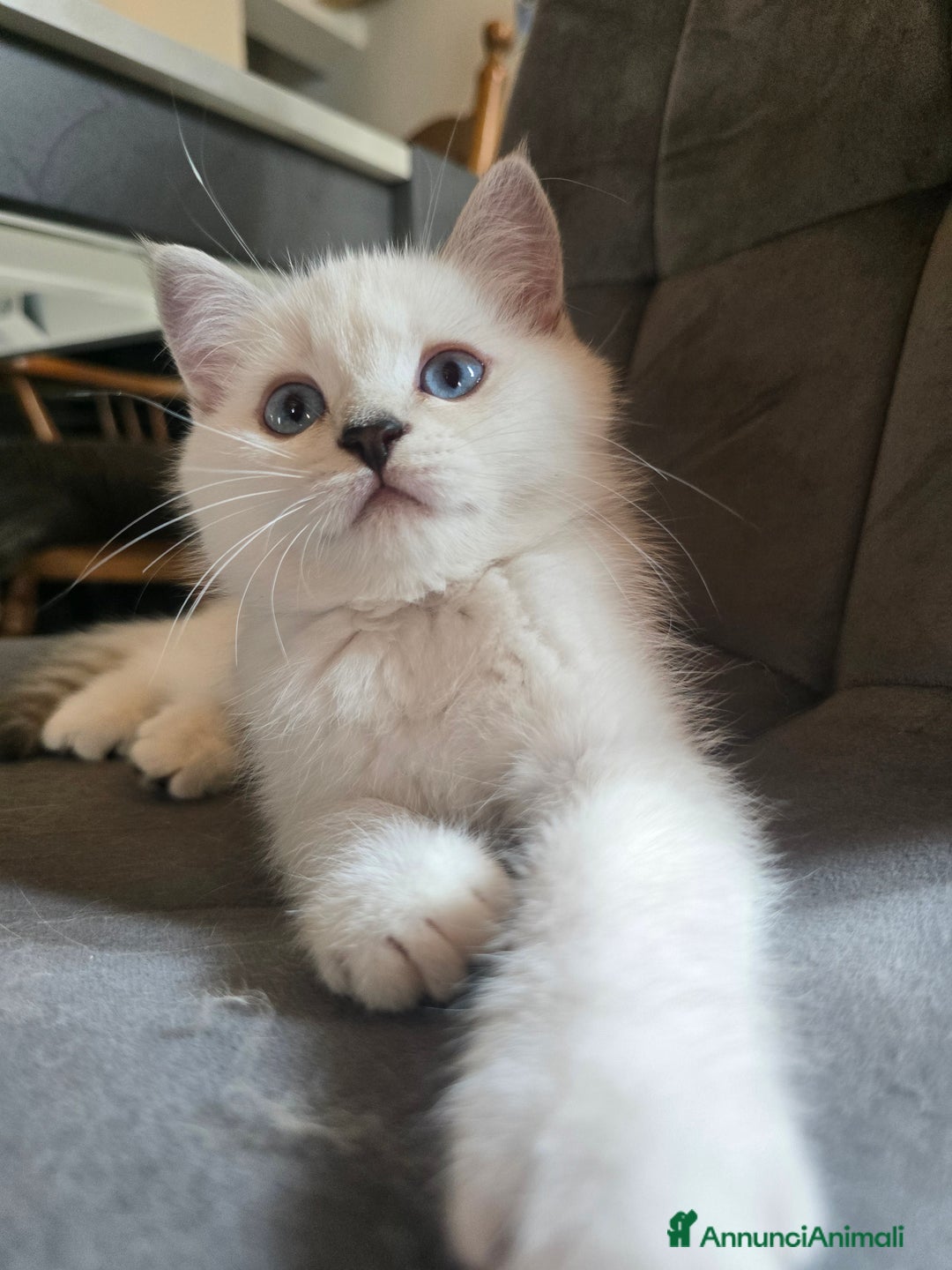Scottish gatti in vendita: Dolcissimo scottish fold e straight  a Provincia di Brescia - Immagine 24