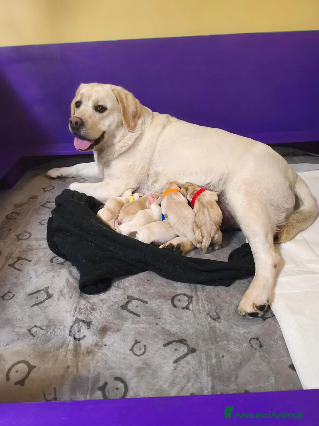 Labrador cani in vendita: Labrador cuccioli - Annuncio 2