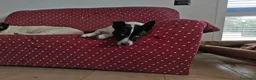 Meticcio cani in regalo: Jessy: simpatica nonnina cerca nuova famiglialia  - Annuncio 11