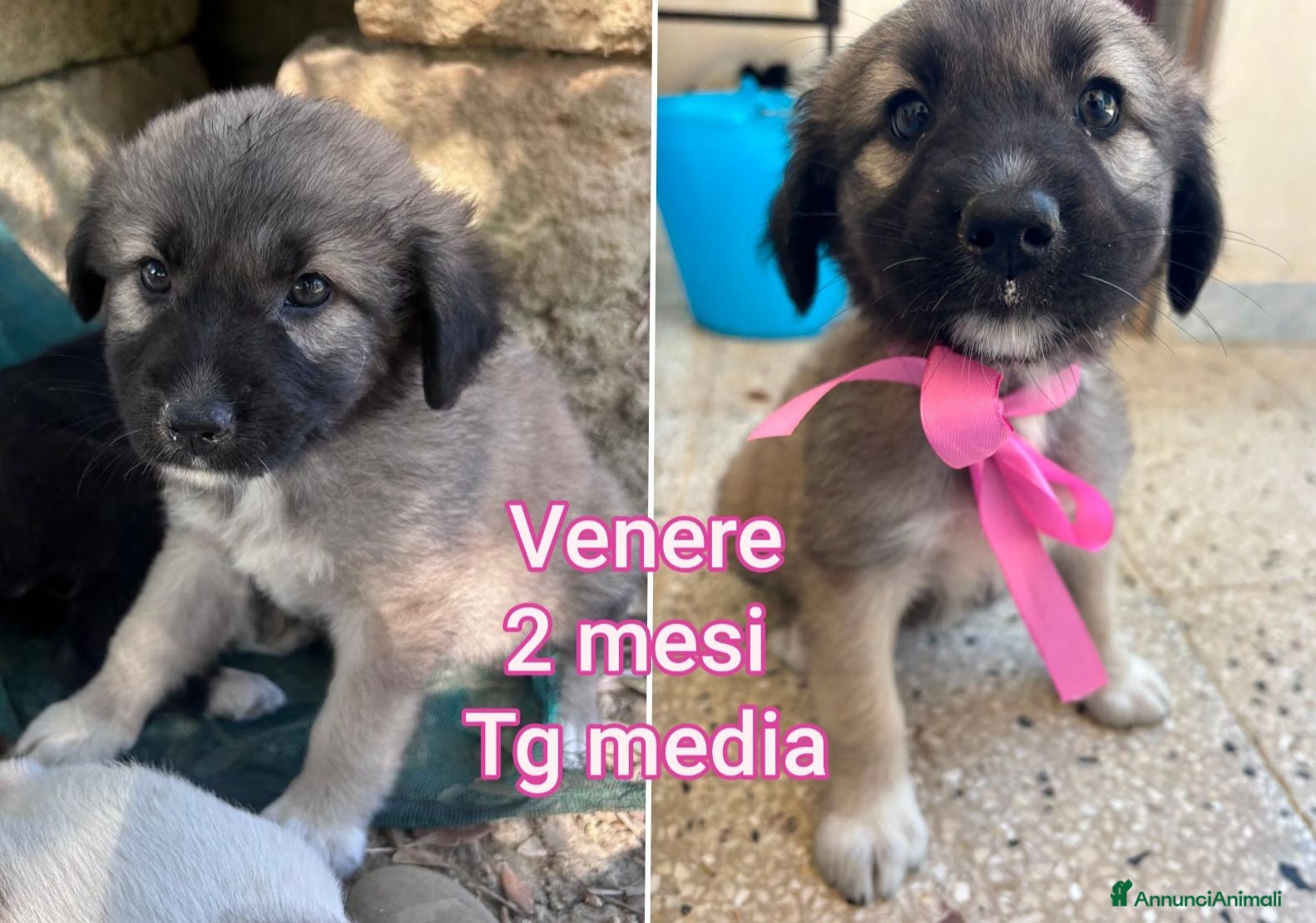 Meticcio cani CUCCIOLI ABBANDONATI: URGENTE  - Annuncio 13