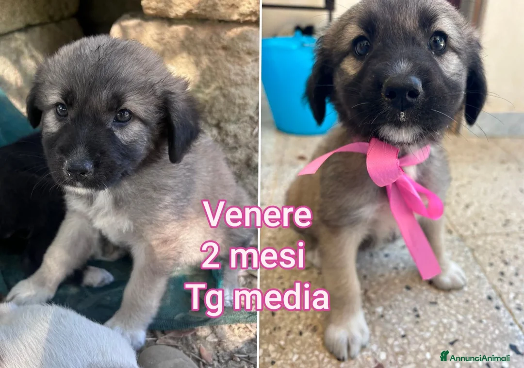 Meticcio cani in regalo: CUCCIOLI ABBANDONATI: URGENTE  a Città Metropolitana di Torino - Annuncio 1