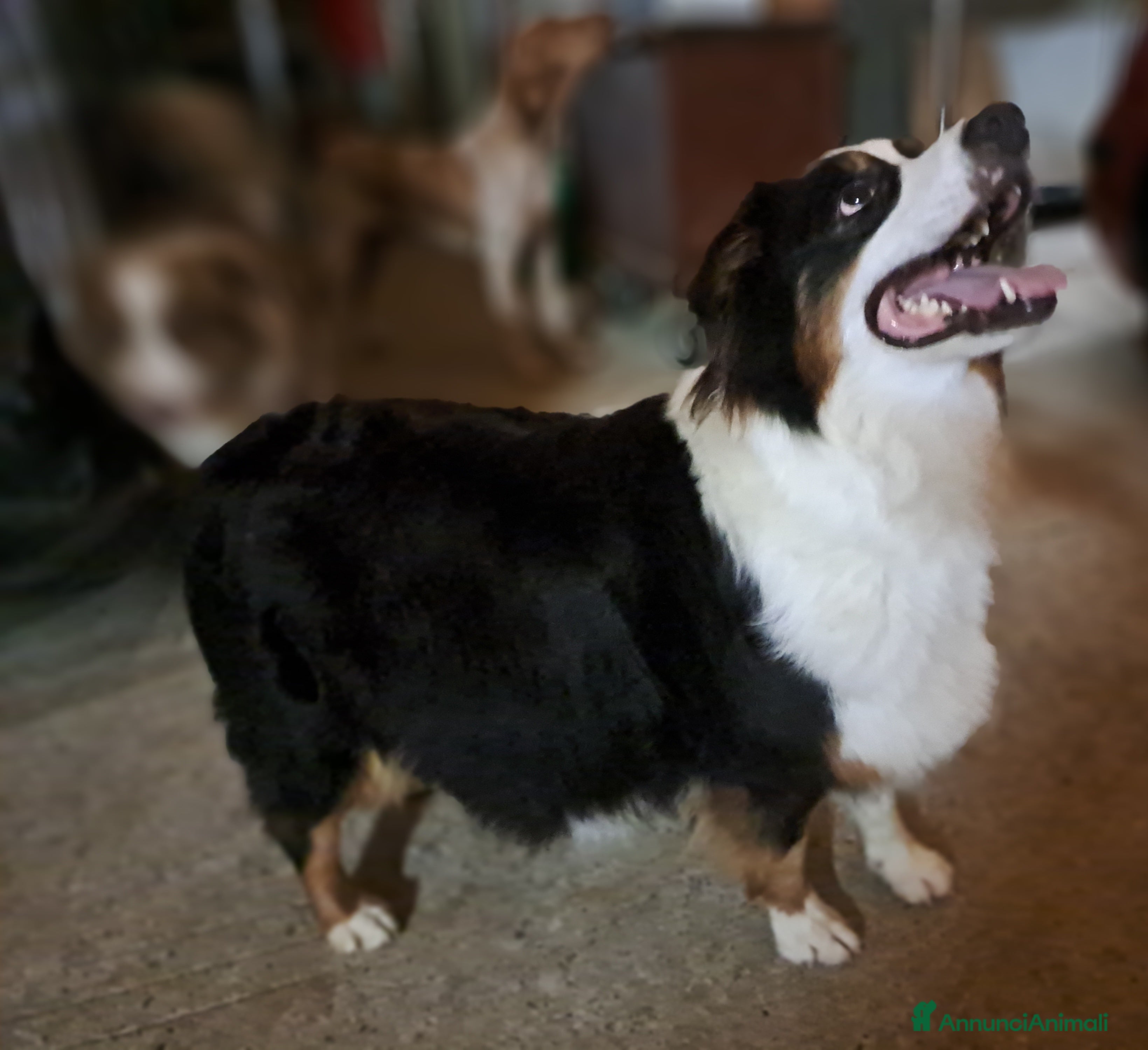 Australian Shepherd cani Australian sheperd - Annuncio 7