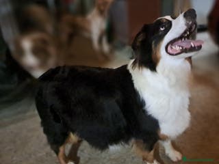 Australian Shepherd cani Australian sheperd - Annuncio 9